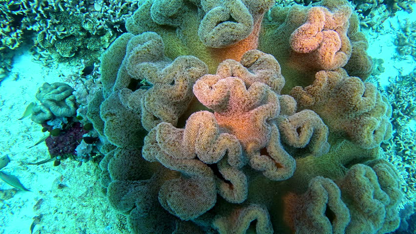 Leather coral with serpentine contours.