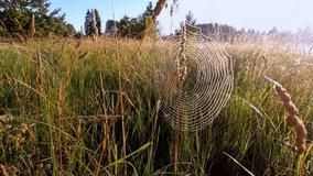 Dewy Spider Web in Wild Grass Field at Sunrise. Beautiful close-up nature footage shows delicate spider's web with sunlit marsh grass swaying in gentle breeze - Powered by Shutterstock - Get 15% off with code: PIKWIZARD15