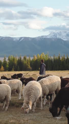 Shepherd walks through a field herding a flock of sheep, with a snowy mountain range and forest in the background, creating a serene pastoral scene