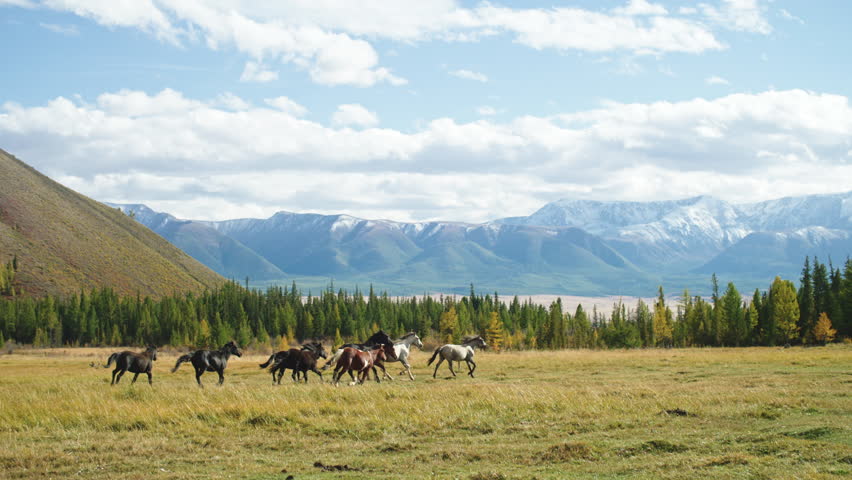Herd of horses galloping on a meadow in front of snowy mountains and coniferous forest in Altai Republic, Russia, during a sunny autumn day