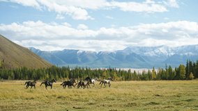 Herd of horses galloping on a meadow in front of snowy mountains and coniferous forest in Altai Republic, Russia, during a sunny autumn day - Powered by Shutterstock - Get 15% off with code: PIKWIZARD15