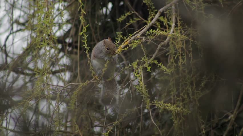 Grey Squirrel Climbing On Swaying Tree Branch Eating Small Leaves Off Of Thin Branch Daytime Overcast Slow Motion Borehamwood Hertfordshire UK