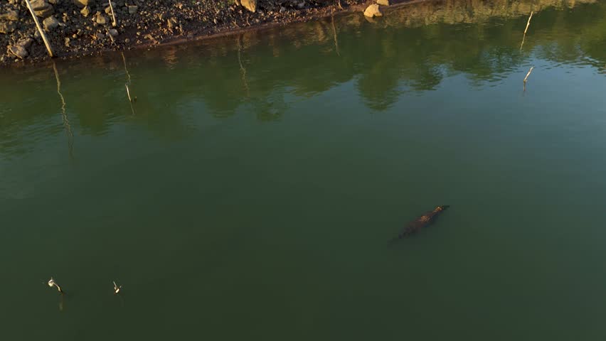 Drone view of a single crocodile swimming near the rocky river bank as the sunlight reflects on the water