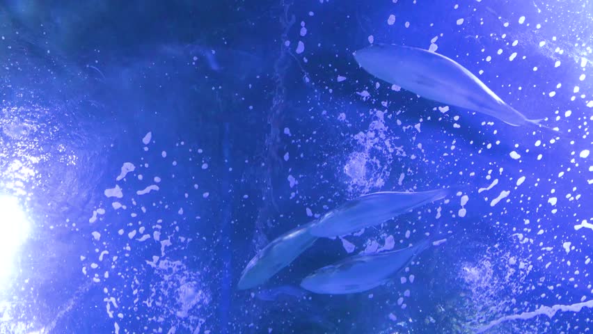 Tilt-down underwater view showcasing various marine fish in the Oceanografic