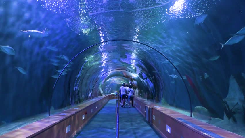 Tilt-down underwater view showcasing various marine fish in the Oceanografic's marine tunnel gallery, located within Valencia's City of Arts and Sciences in Spain.