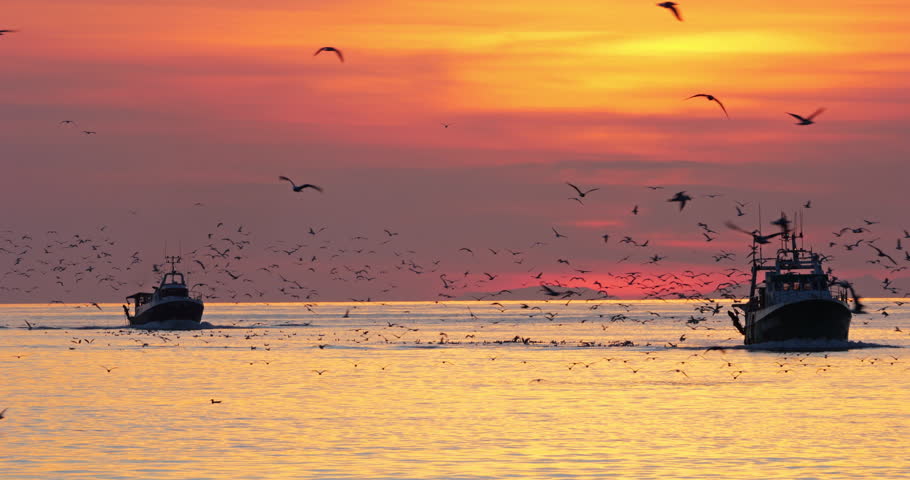 Fishing boats coming back to the harbour at sunset, France