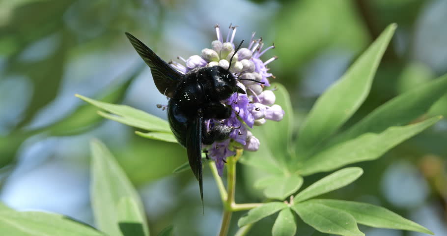 A Carpenter bee foraging and pollinating Vitex flowers