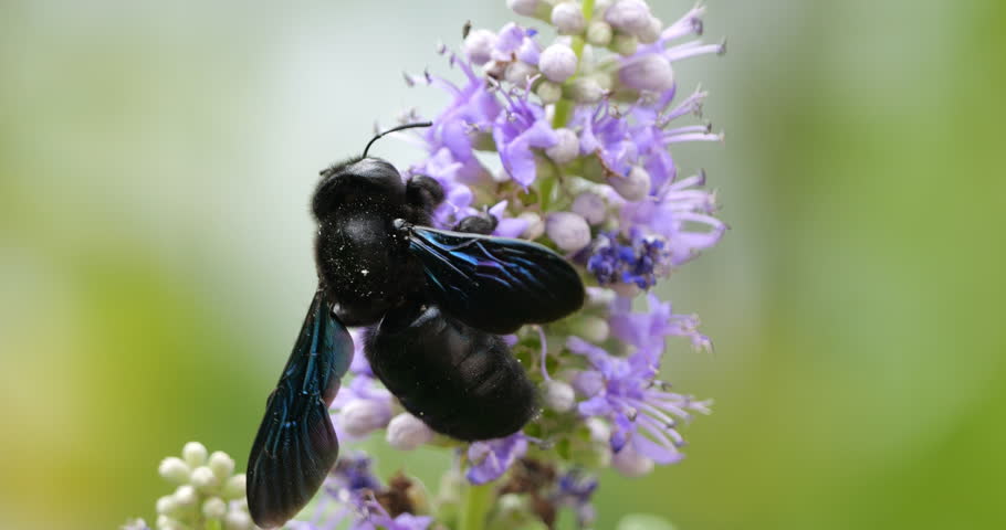 A Carpenter bee foraging and pollinating Vitex flowers