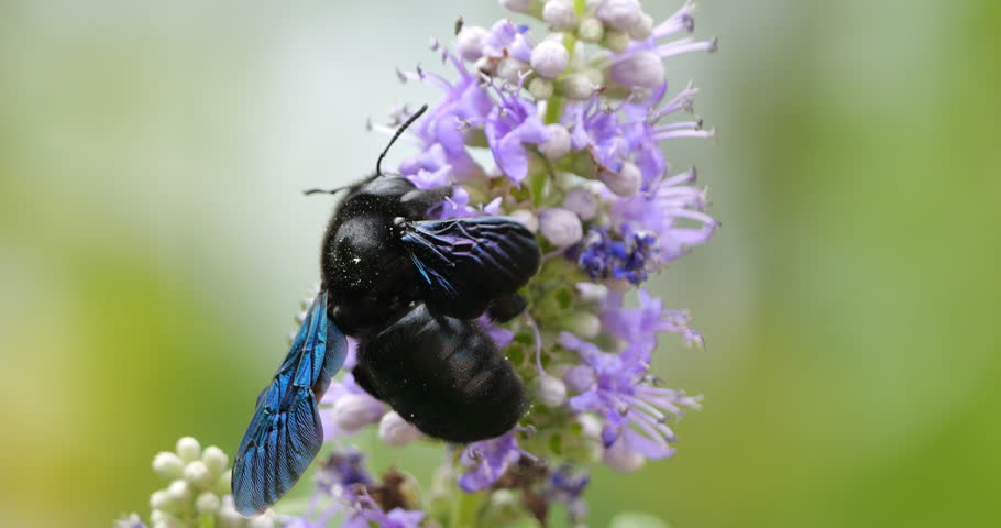A Carpenter bee foraging and pollinating Vitex flowers