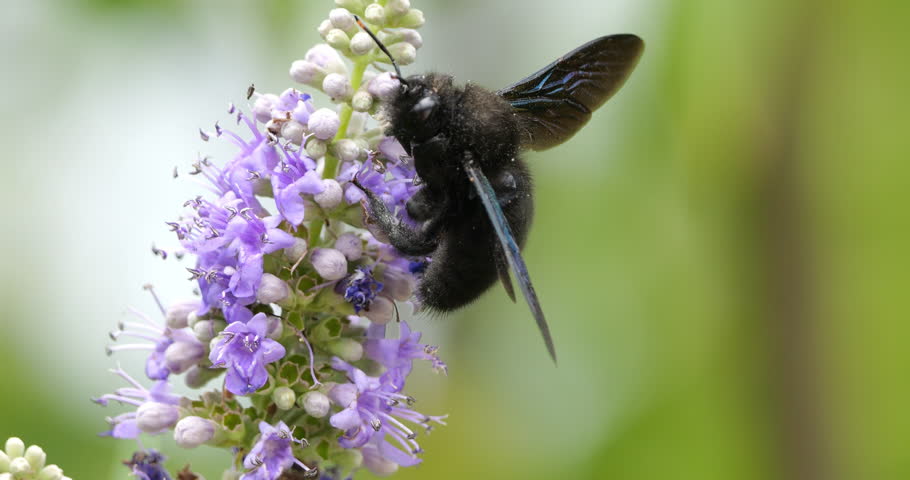 A Carpenter bee foraging and pollinating Vitex flowers