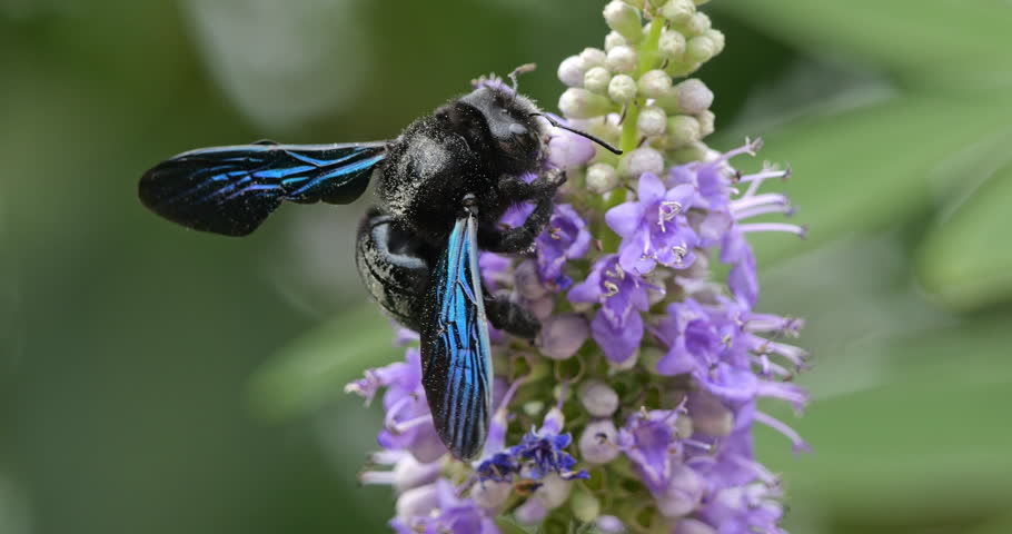 A Carpenter bee foraging and pollinating Vitex flowers