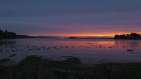 Beautiful, colorful sunrise reflected on calm water with ducks, creating a peaceful, scenic nature landscape. Perfect for travel, nature, or relaxation videos. British Columbia, Canada. - Powered by Shutterstock - Get 15% off with code: PIKWIZARD15