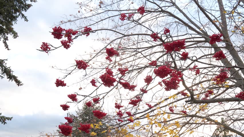 Red berry clusters on a mountain ash Sorbus Aucuparia tree during autumn. The branches stand out in the foreground against golden and colorful leaves in the background.