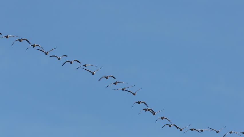 Snow geese in synchronized flight over Lassen County, California, gliding through the open sky. A slow-motion video capturing their migratory journey.