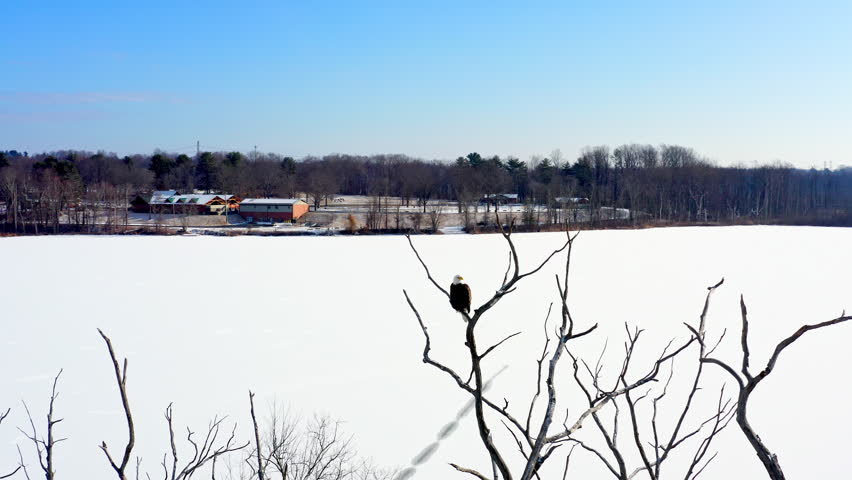 A bald eagle perches majestically on a bare tree, surveying the frozen Mohansic Lake in Yorktown Heights, NY. Captured with a drone orbit right, highlighting winter