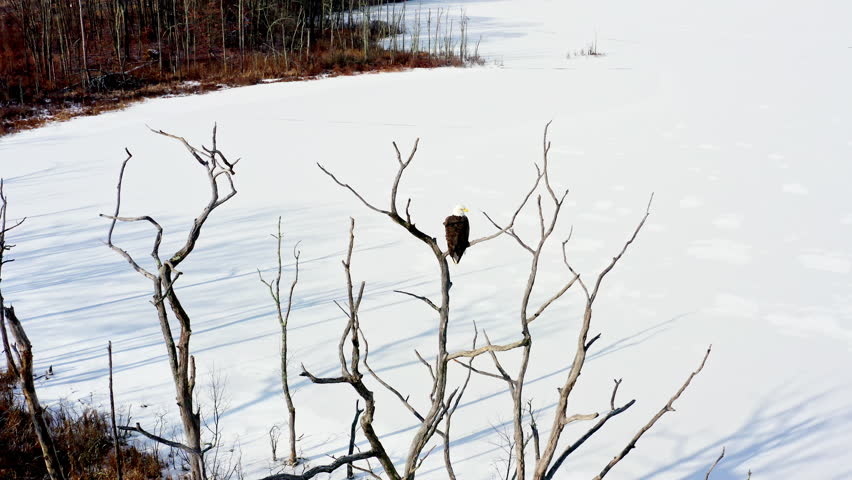 A bald eagle perches on a bare tree branch above the frozen Mohansic Lake in Yorktown Heights, NY, during winter. Captured by drone with an orbit right movement.
