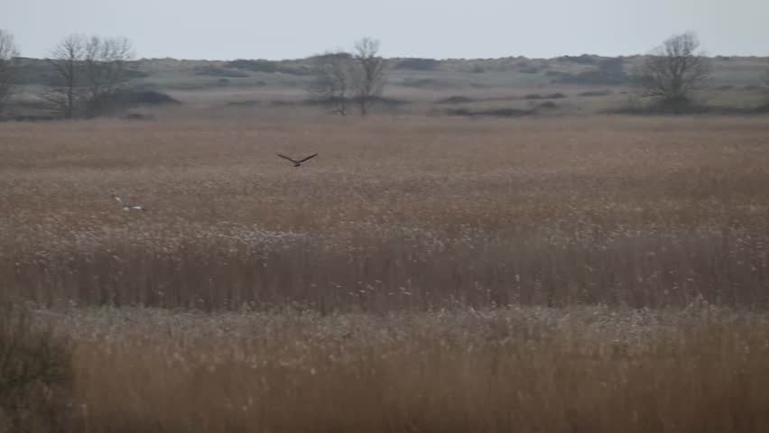 HD 13 second video clip of pair of marsh harriers ( ) a male and a female, swooping low together over reedbeds near Minsmere, Suffolk, England