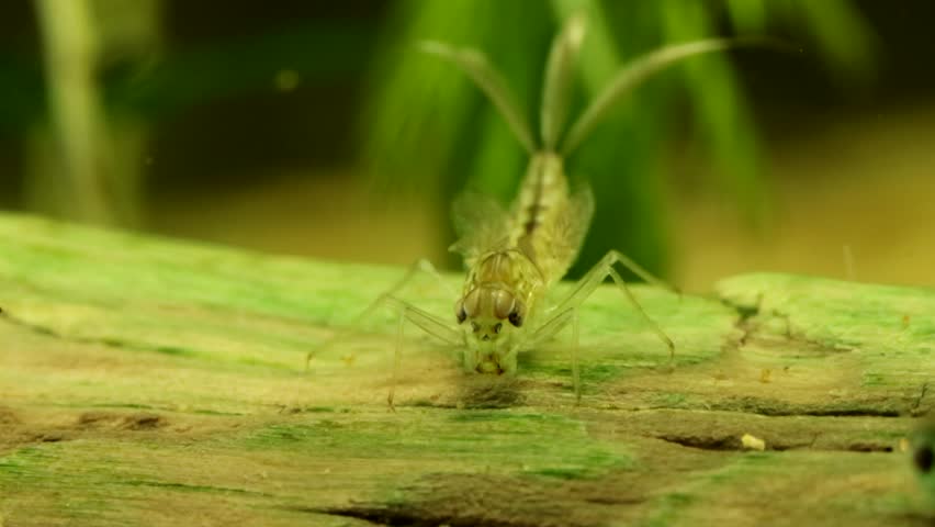 Mayfly nymph (Baetis sp.) underwater in a pond, face-on view scraping algae off some dead wood, macro close-up. 