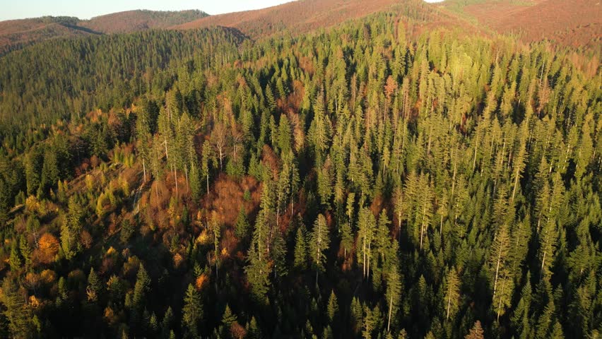 Golden light highlights rolling hills and thick pine forests of the Carpathians