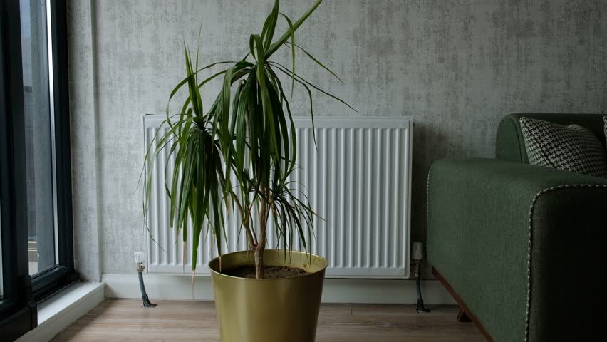 Watering Beautiful Indoor Plants in Stylish Pots in Living Room