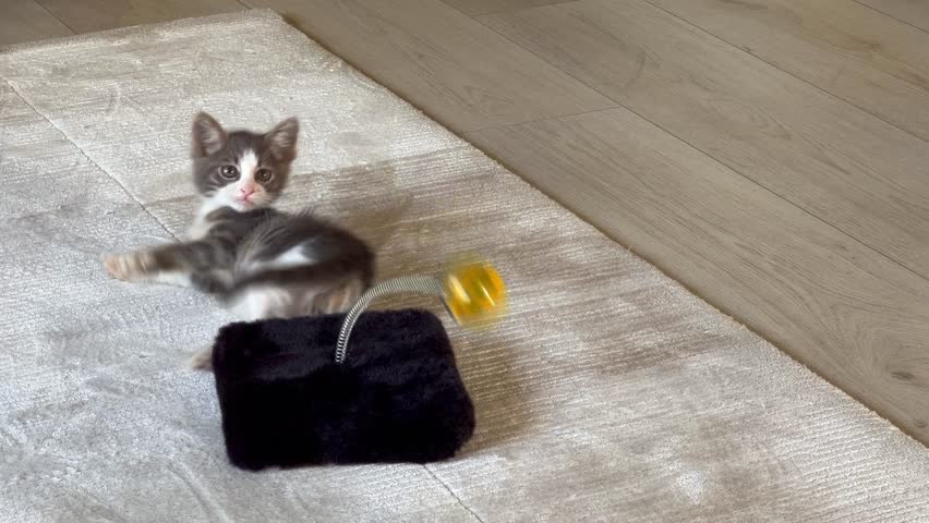 Playful kitten plays with a toy, consists of a black base with a spring and a yellow and blue ball. The kitten is on a light carpet with a wooden floor in the background
