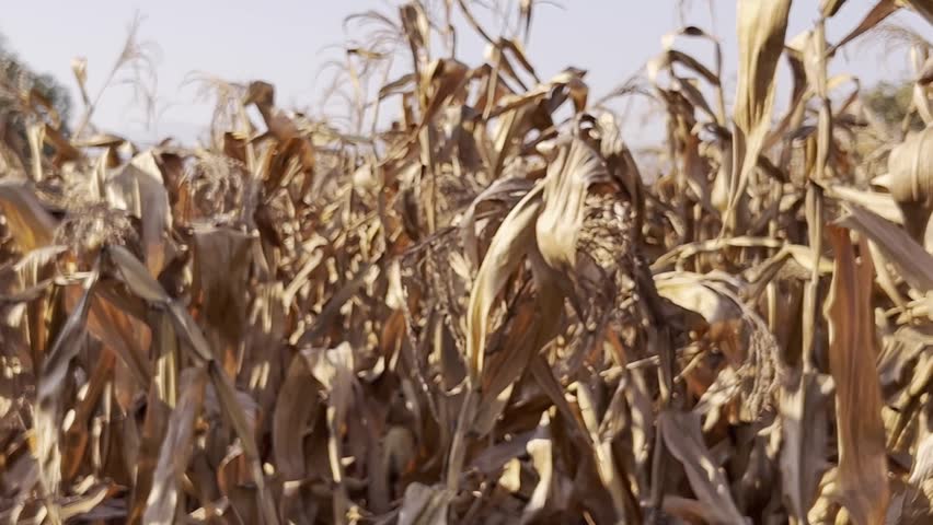 close-up shot of field with dry corn plants with cloudy sky.
