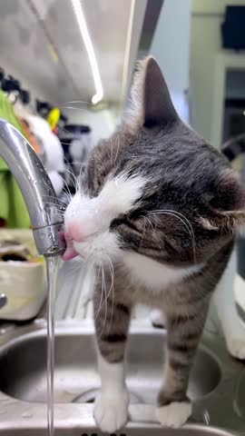 Slow Motion. Kitten drinks water from a kitchen faucet. Small cat perched on edge of sink with its tongue extended to reach the flowing water. Background includes various kitchen items. Slow Motion

