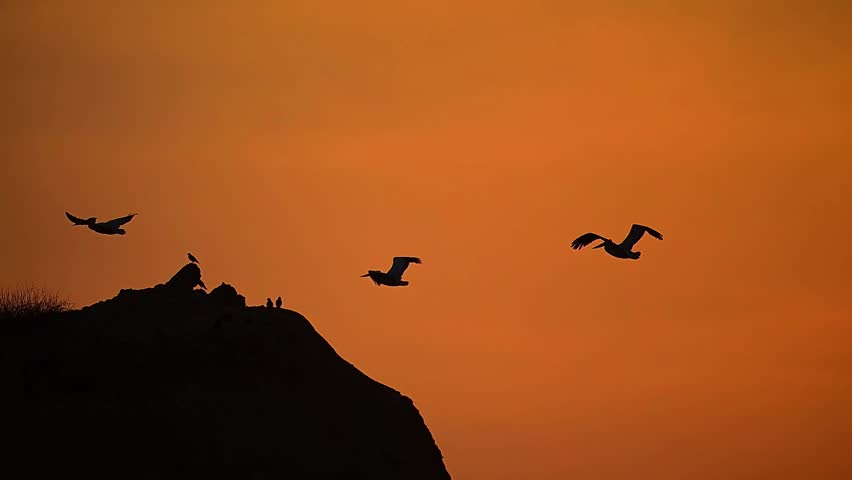 Silhouette of Dalmatian pelican in flight against a vibrant orange sunset sky.