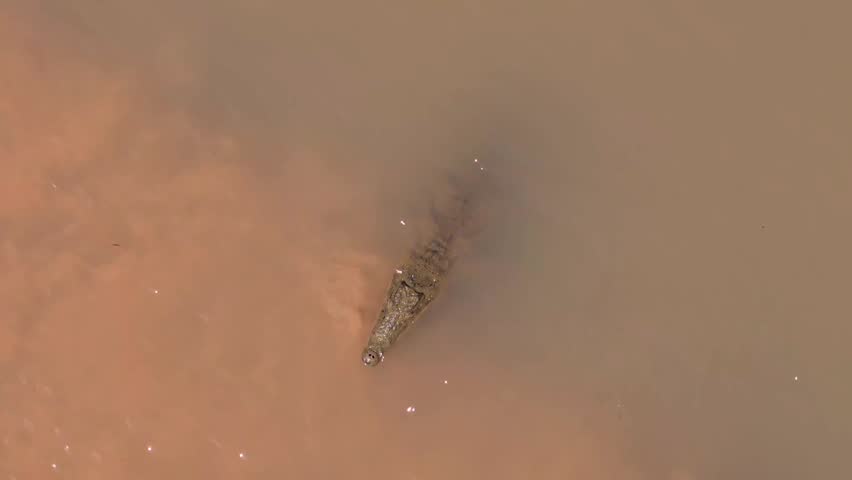 A drone pull out clip of a lone crocodile basking on a brown muddy river bank while the sunlight shimmers on the water