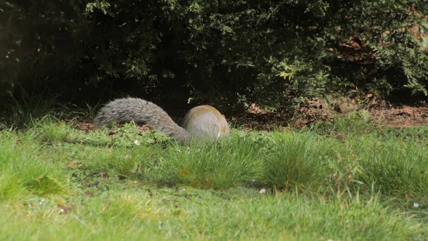 Grey Squirrel Foraging Searching For Food In Grass Garden Daytime Sunny Slow Motion Borehamwood Hertfordshire UK