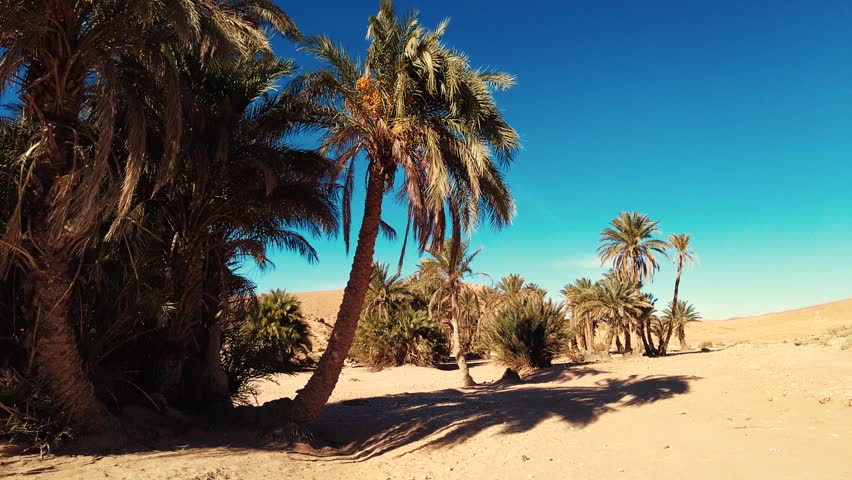 date palm oasis in the middle of the sahara desert brizina el bayadh algeria