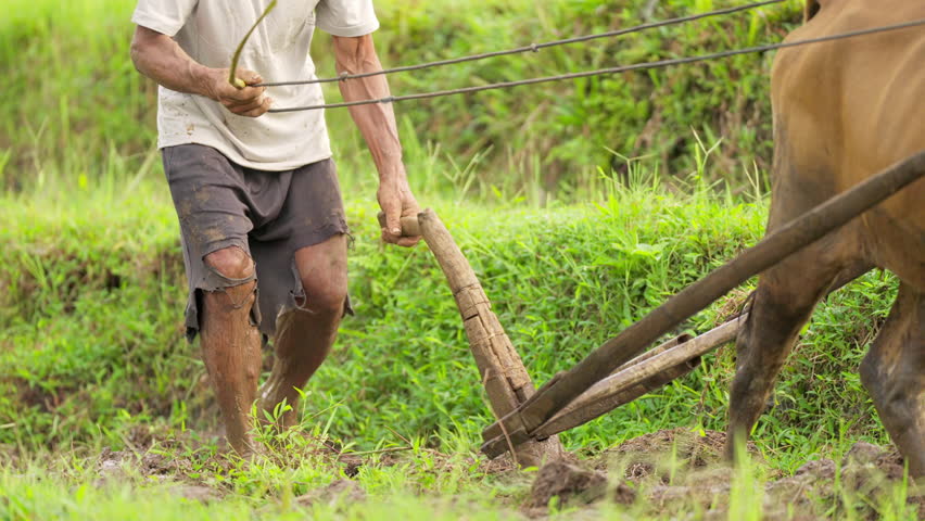 asian rice farmer ploughing muddy paddy field with wooden plow and working animal, southeast asia traditional farming