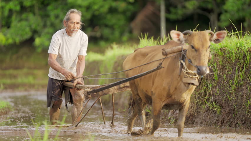 old asian rice farmer working on muddy paddy field with cow, harrowing and leveling with traditional wooden agricultural tool in Bali, indonesia, southeast asia