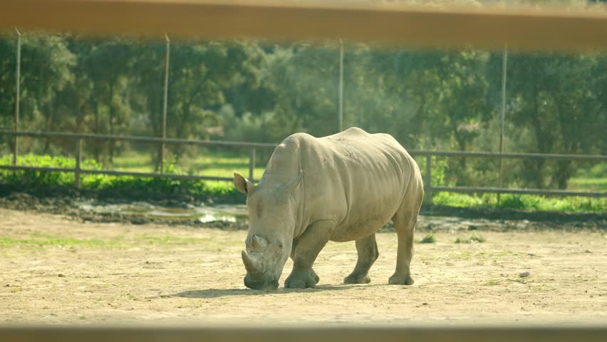 Large white rhino grazing in the wild