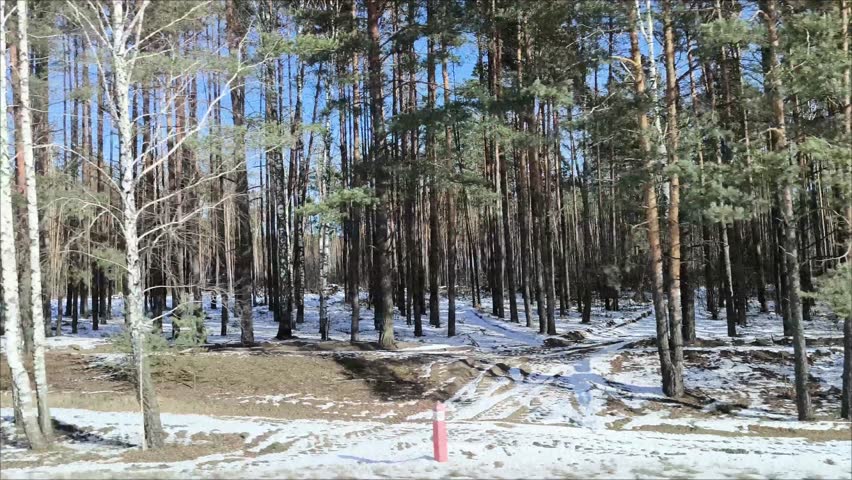 View of the snow-covered trees from the window of a moving car. Trees covered with snow. A young forest, a sunny winter day.