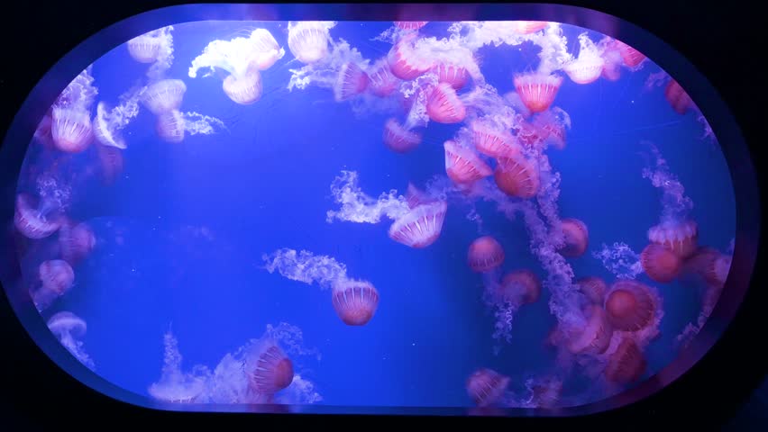 View of the Pacific Sea Nettle jellyfish (Chrysaora Fuscescens) at the Oceanografic in the City of Arts and Sciences in Valencia. It is Europe’s largest oceanographic park.