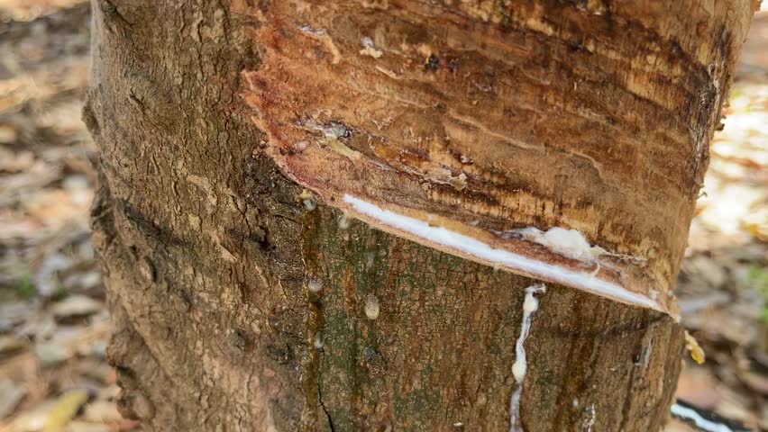 The life of people in Asia