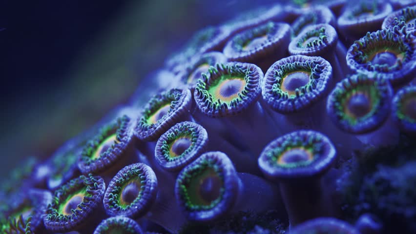 Super Macro View of Zoanthid Coral in Marine Tank