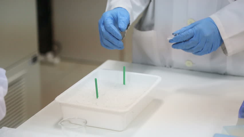 Researchers working in a laboratory to investigate plant diseases.