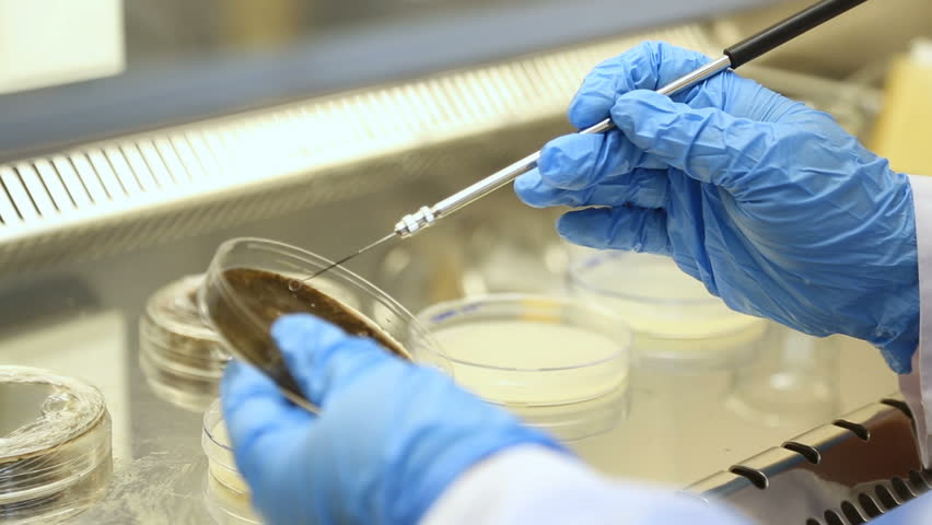 Researchers working in a laboratory to investigate plant diseases.