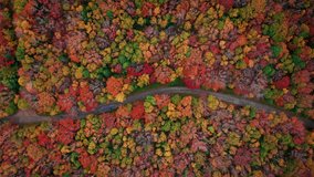 Autumn forest colors. Aerial drone shot over the picturesque landscape of Nova Scotia, Canada.
Bird's eye view of the colorful foliage. Vibrant tree leaves. Fall landscape. - Powered by Shutterstock - Get 15% off with code: PIKWIZARD15