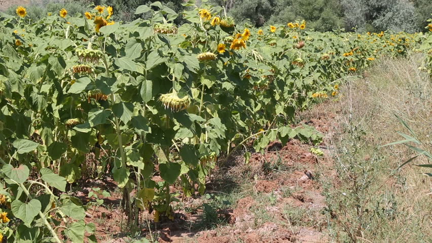 Ripe sunflower video. This plant bows its head when ripe.