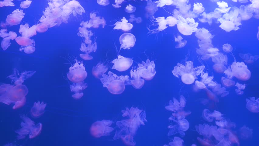 View of hundreds of Mauve Stinger jellyfish (Pelagia noctiluca) at the Oceanografic in Valencia's City of Arts and Sciences. This attraction is the largest oceanographic park in Europe.