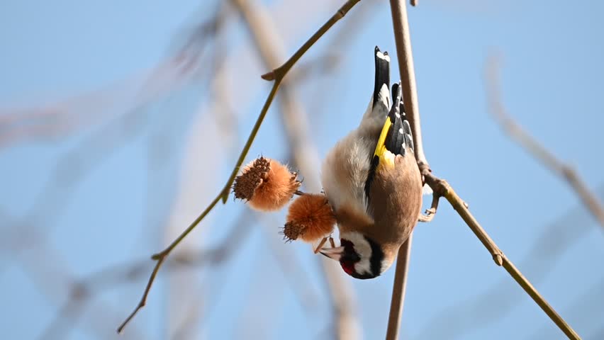 European goldfinch feeding on seed pods . A European goldfinch hangs upside down on a tree branch, feeding on dried seed pods against a clear blue sky.