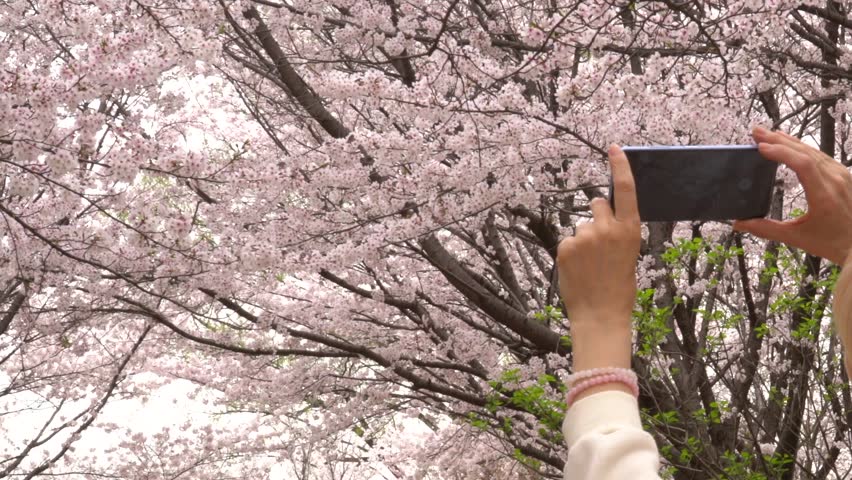 Woman takes stunning photos of cherry blossoms on her smartphone, enjoying beauty of spring. Delicate pink petals fill frame, creating dreamy. Seasonal blossoms, admiration for nature, spring moment.