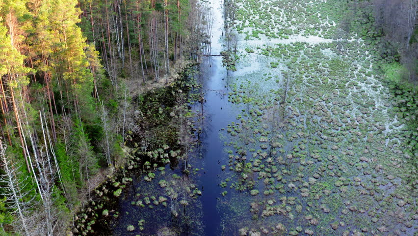 Aerial view. Beautiful forest landscape. Flight over a swampy forest. Old coniferous forest. Sunrise light shines on the treetops.