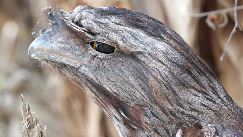 Close up of the camouflaged head of a Tawny frogmouth bird in Australia in slow motion