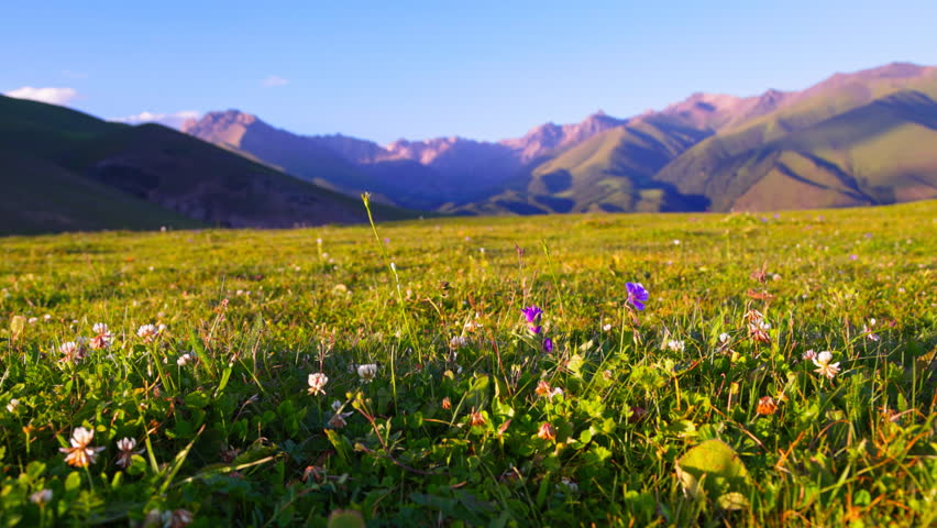 Afternoon mountain landscape with green lawn with yellow flowers, low angle closeup view with selective focus
