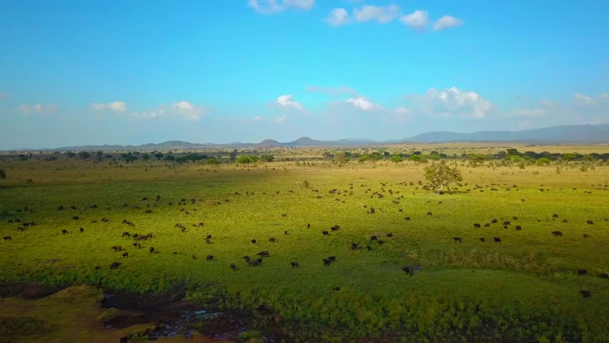 Aerial view capturing a vast expanse of grassland in Kidepo National Park, Uganda, with numerous wildlife grazing under a clear blue sky, surrounded by distant mountain ridge