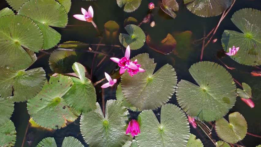 Vibrant and delicate wild water lilies bloom in a pond, closeup, Aerial view